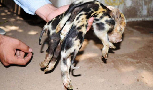 Pig 